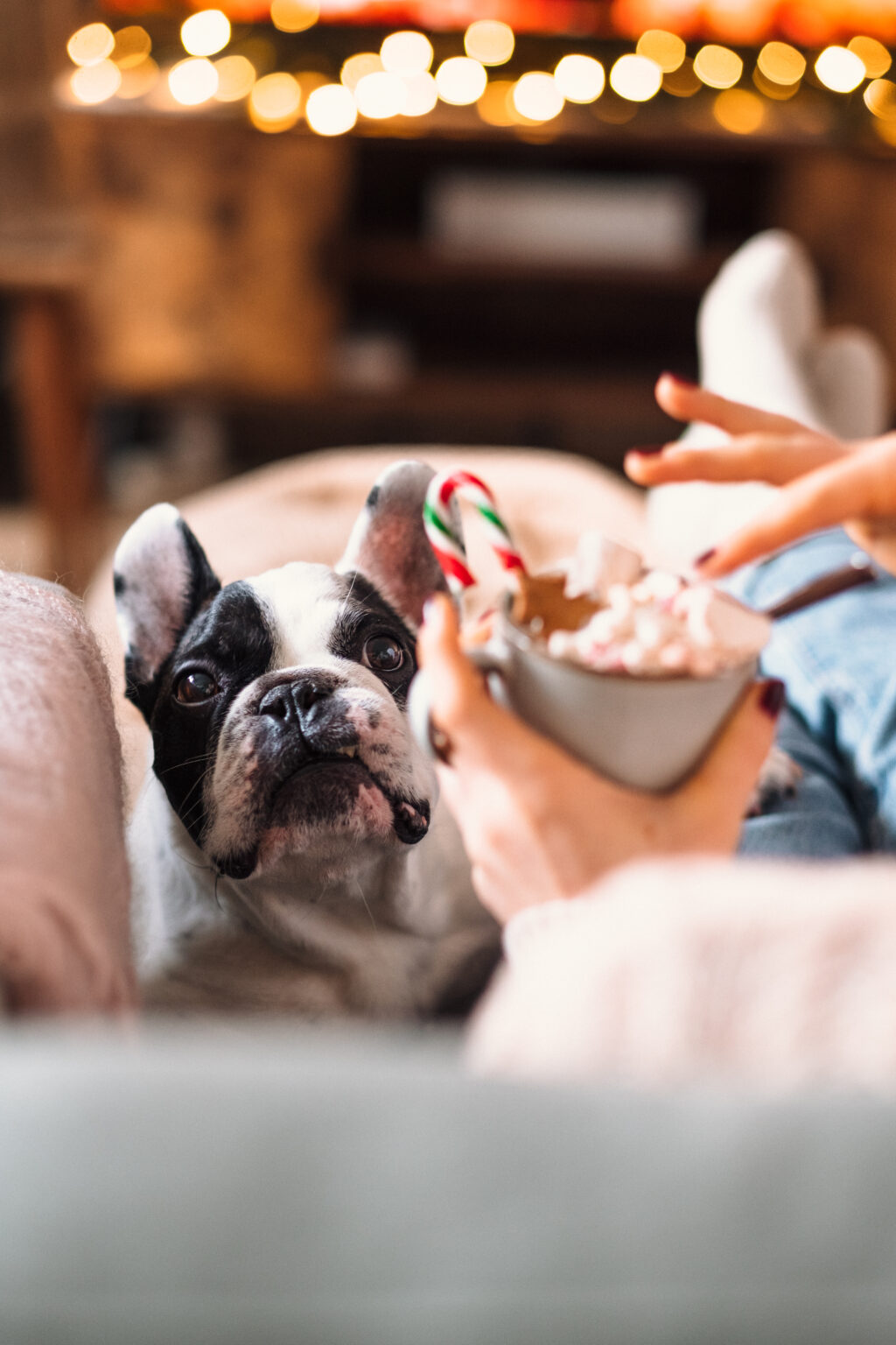 French Bulldog trying to steal Christmas latte with marshmallows 4 - free stock photo