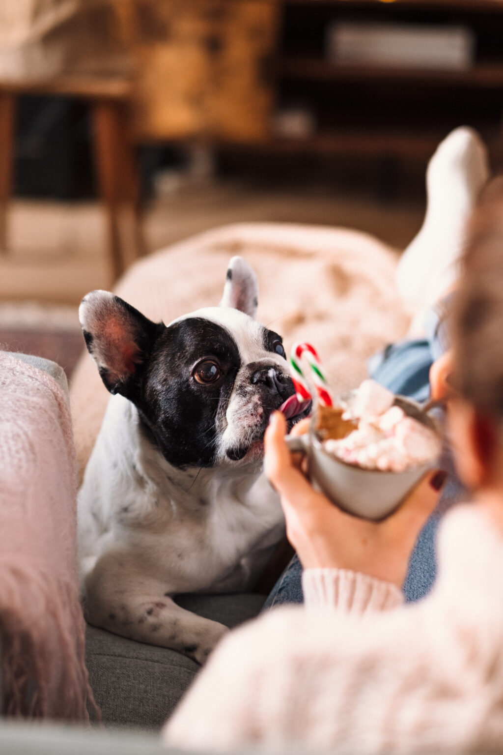 French Bulldog trying to steal Christmas latte with marshmallows 5 - free stock photo