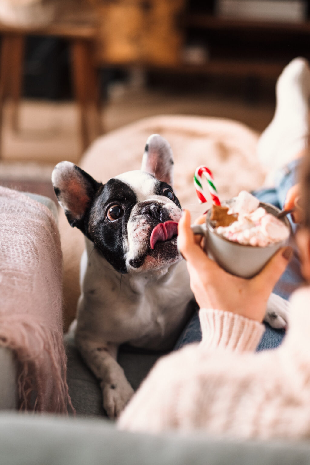 French Bulldog trying to steal Christmas latte with marshmallows 6 - free stock photo