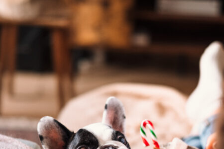 French Bulldog trying to steal Christmas latte with marshmallows 6 - free stock photo