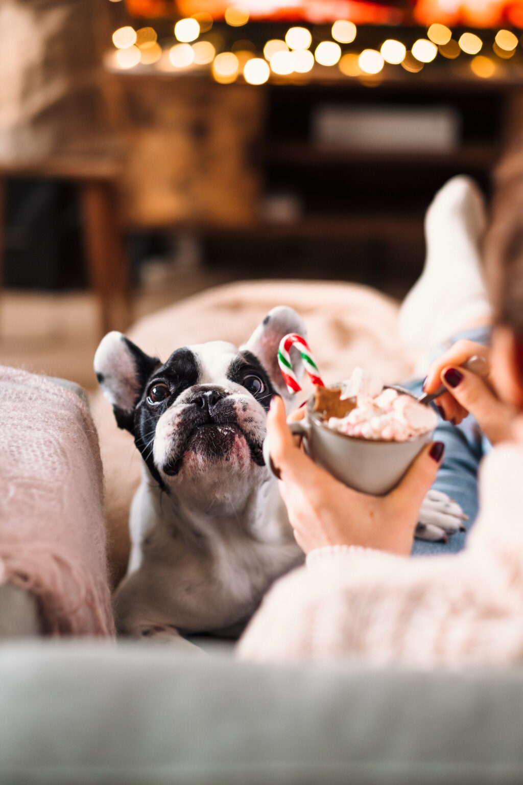 French Bulldog trying to steal Christmas latte with marshmallows 7 - free stock photo