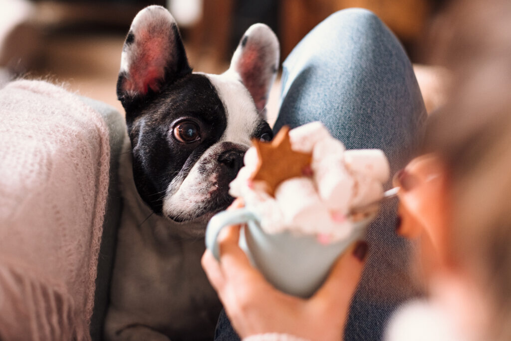 French Bulldog trying to steal Christmas latte with marshmallows closeup - free stock photo
