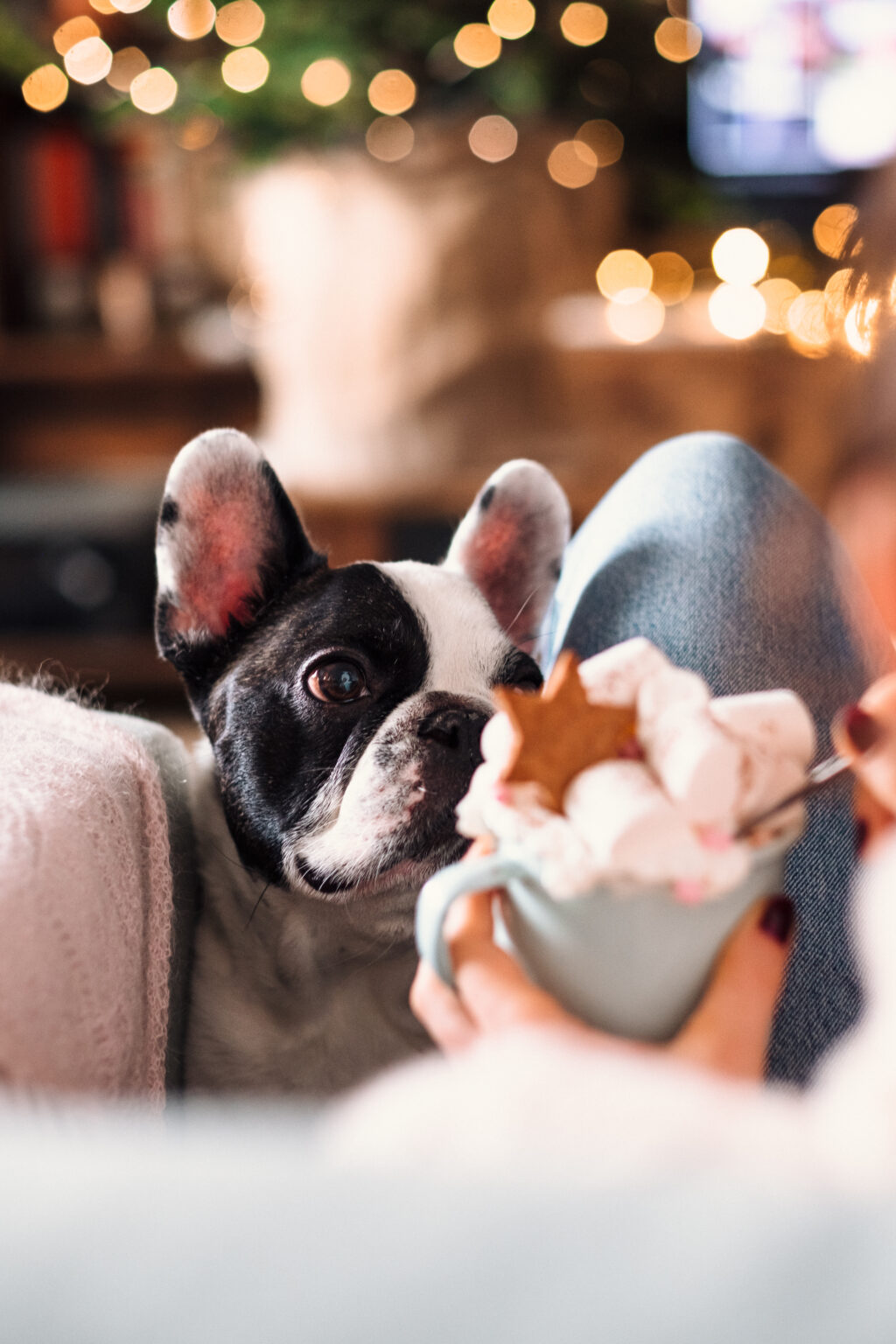 French Bulldog trying to steal Christmas latte with marshmallows closeup 2 - free stock photo