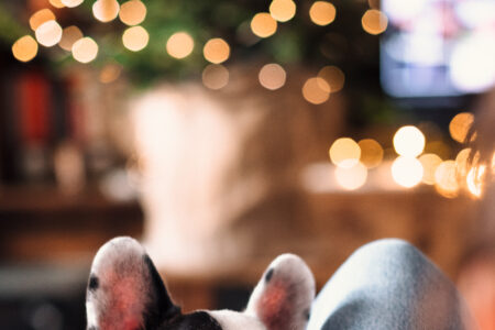 French Bulldog trying to steal Christmas latte with marshmallows closeup 2 - free stock photo