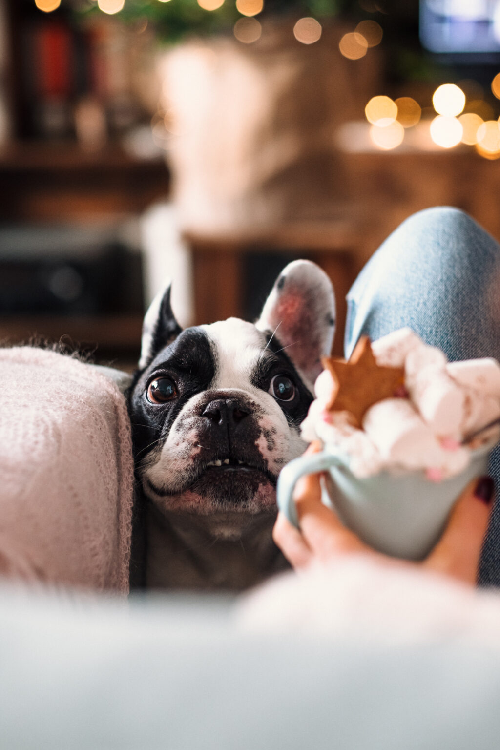 French Bulldog trying to steal Christmas latte with marshmallows closeup 3 - free stock photo