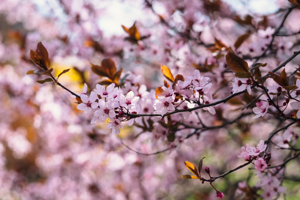 Cherry tree blossom 11 - free stock photo