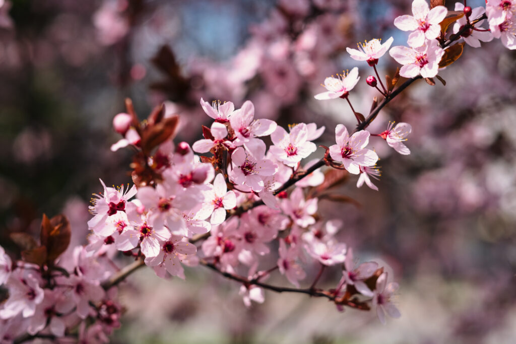 Cherry tree blossom 12 - free stock photo