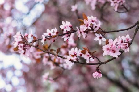 Cherry tree blossom 13 - free stock photo
