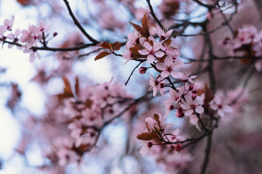 cherry_tree_blossom_14-1024x683.jpg