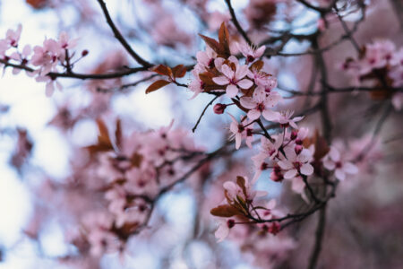 Cherry tree blossom 14 - free stock photo
