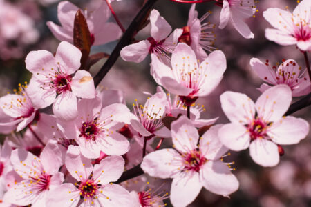 Cherry tree blossom closeup - free stock photo