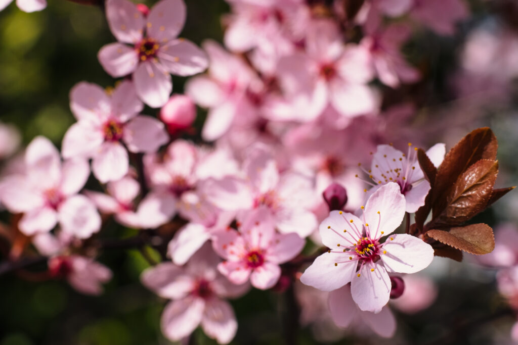 Cherry tree blossom closeup 2 - free stock photo