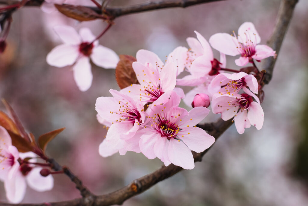 Cherry tree blossom closeup 3 - free stock photo