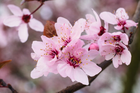 Cherry tree blossom closeup 4 - free stock photo