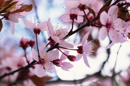 Cherry tree blossom closeup 5 - free stock photo