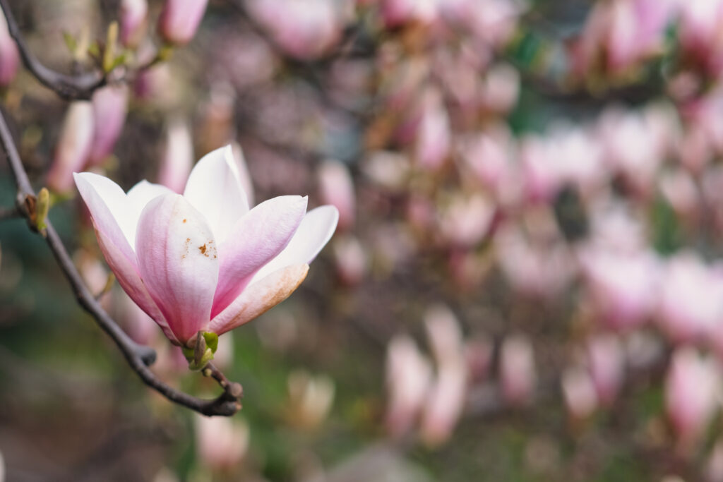 Magnolia tree blossom 14 - free stock photo