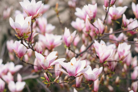 Magnolia tree blossom 15 - free stock photo