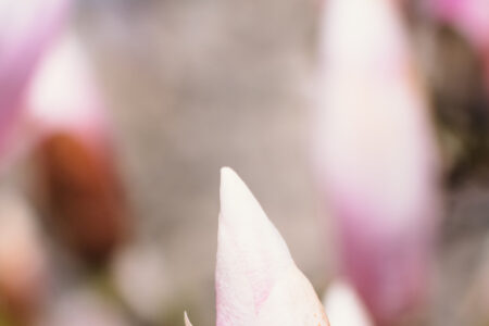 Magnolia tree blossom closeup 3 - free stock photo