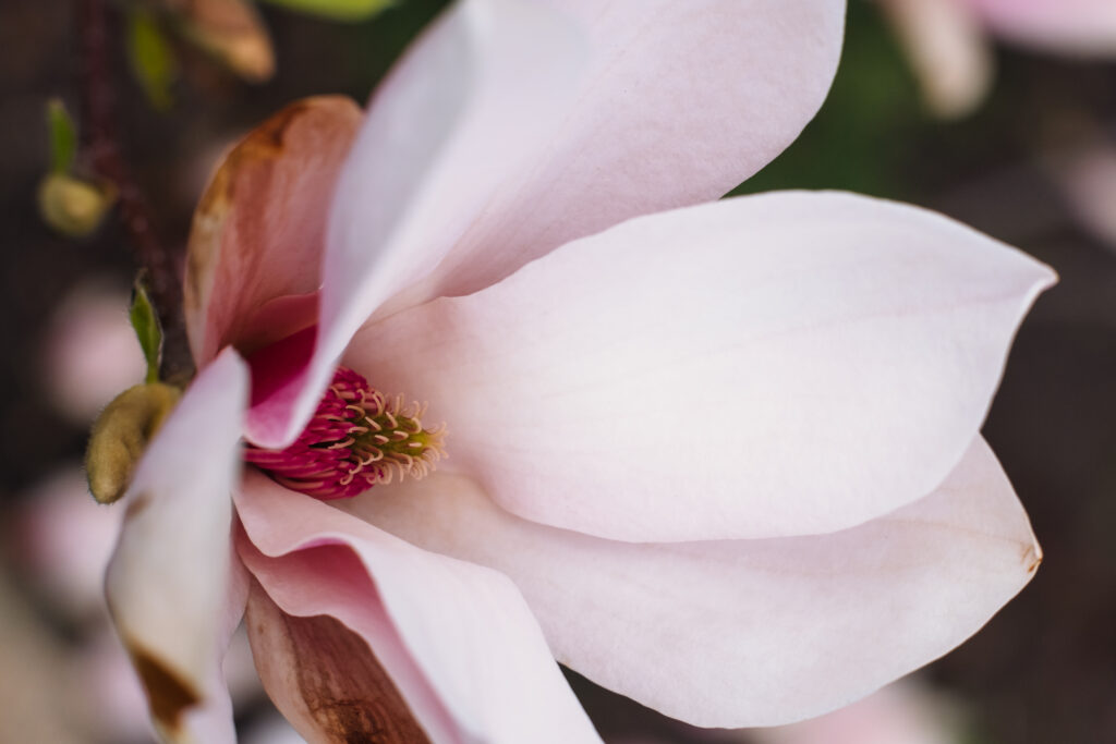 Magnolia tree blossom closeup 4 - free stock photo