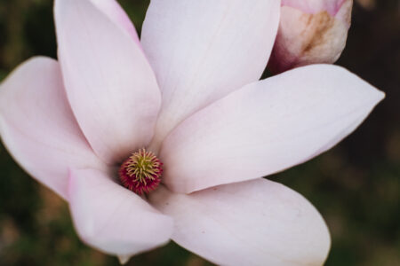 Magnolia tree blossom closeup 5 - free stock photo