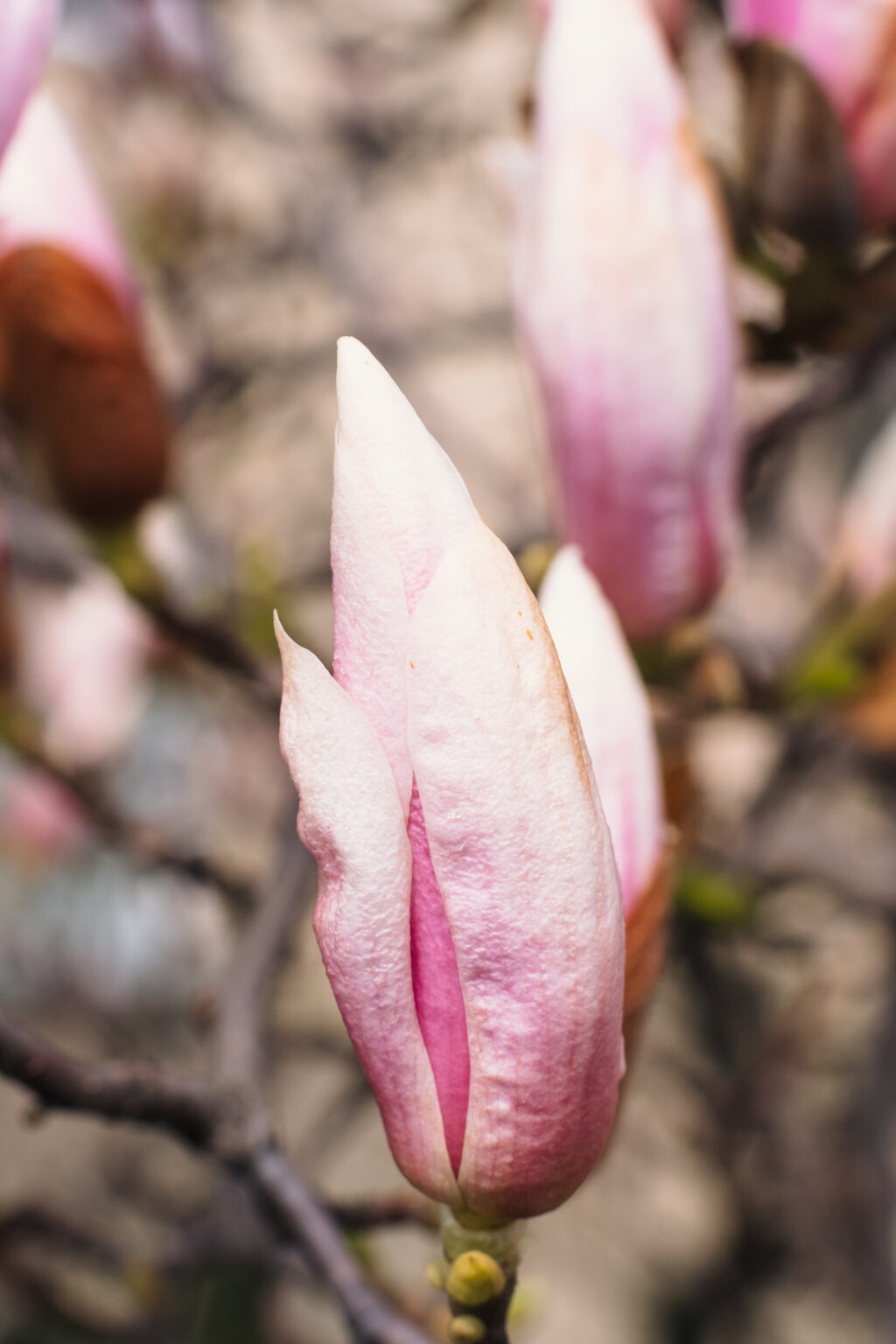 Magnolia tree blossom closeup 6 - free stock photo