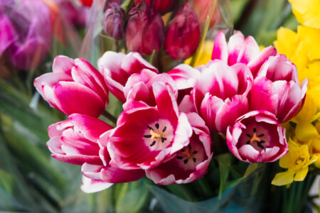 Pink tulips 6 - free stock photo