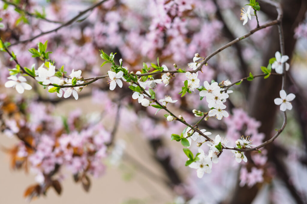White and pink tree blossom - free stock photo
