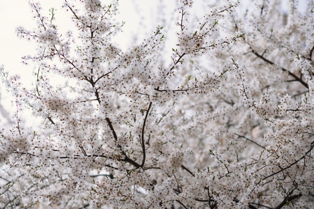 White tree blossom 25 - free stock photo