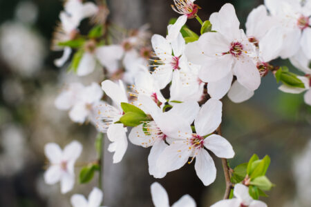 White tree blossom closeup - free stock photo