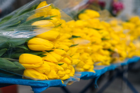 Yellow tulips - free stock photo