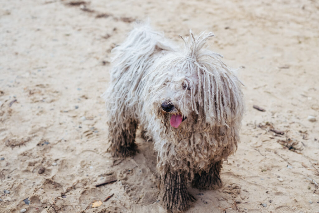 Komondor Hungarian Sheepdog at the beach - free stock photo