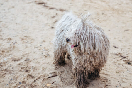 Komondor Hungarian Sheepdog at the beach 2 - free stock photo
