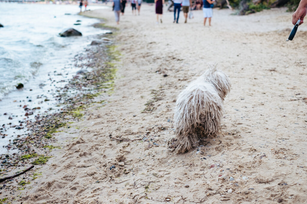 Komondor Hungarian Sheepdog at the beach 3 - free stock photo