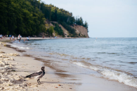 Black hooded crow at the beach - free stock photo