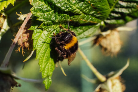 Bumblebee on an unripe raspberry bush - free stock photo