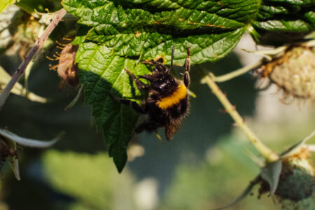 Bumblebee on an unripe raspberry bush 2 - free stock photo