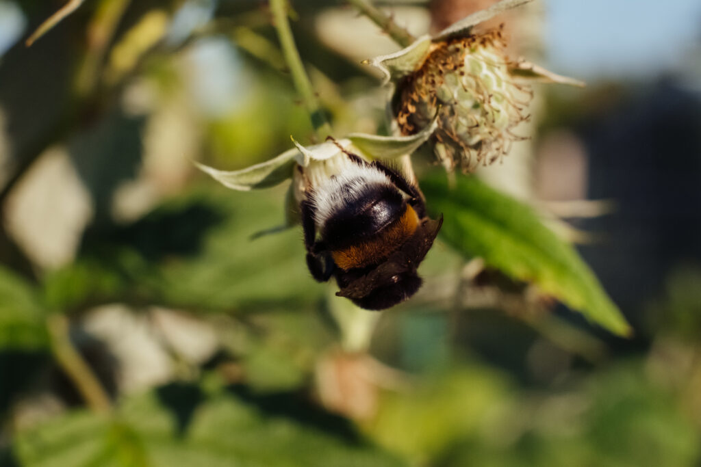 Bumblebee on an unripe raspberry bush 3 - free stock photo