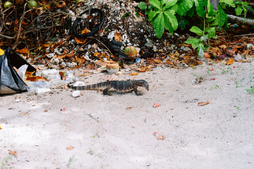 Monitor Lizard looking through garbage at the beach resort in Thailand - free stock photo