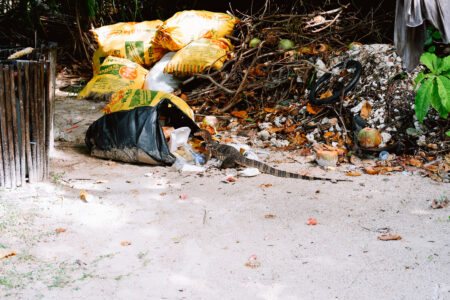 Monitor Lizard looking through garbage at the beach resort in Thailand 2 - free stock photo