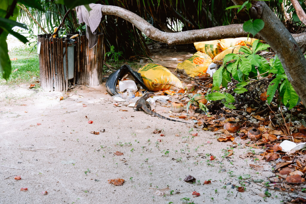 Monitor Lizard looking through garbage at the beach resort in Thailand 3 - free stock photo