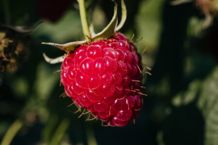 Raspberry fruit closeup - free stock photo