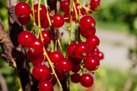 Red currant fruit closeup - free stock photo