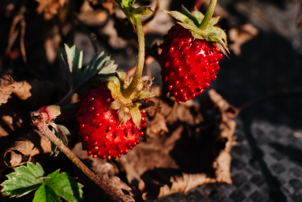 Ripe wild strawberry fruit closeup - free stock photo