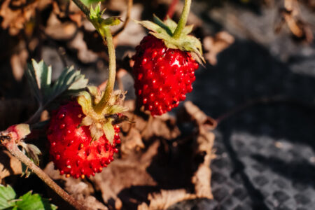 Ripe wild strawberry fruit closeup 2 - free stock photo
