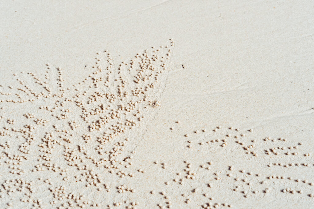 sand_bubbler_crab_at_the_beach-1024x683.jpg