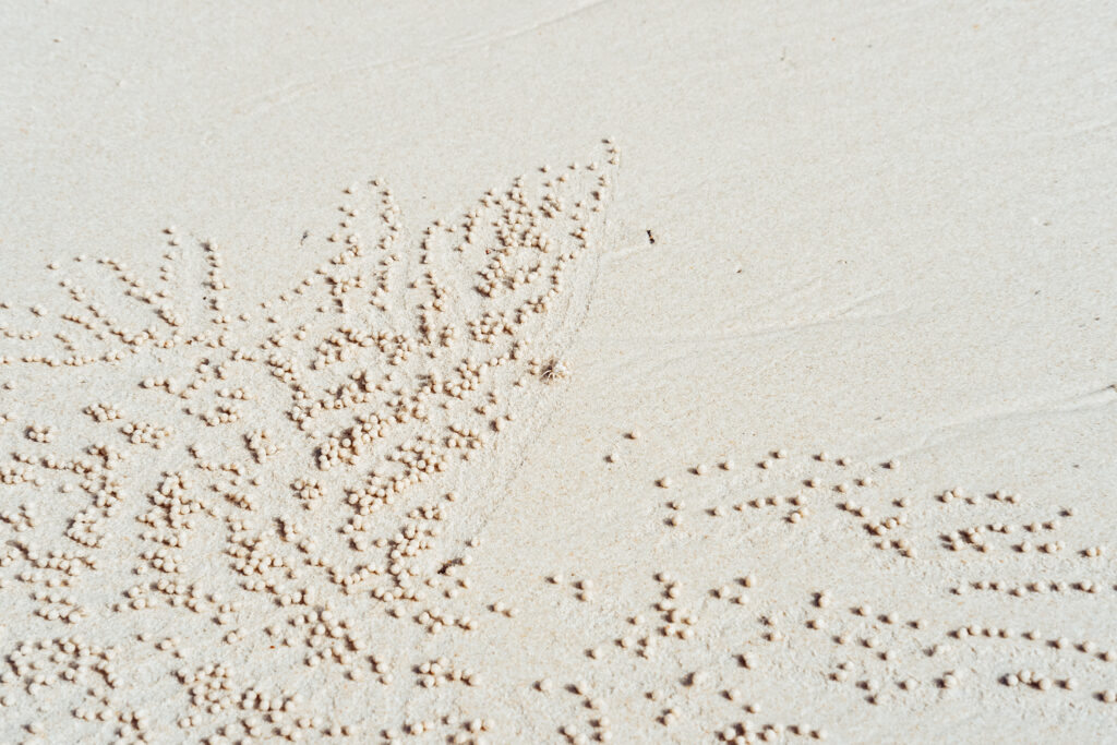 sand bubbler crab at the beach 1024x683 - What Google Can Teach You About Rehab Resort