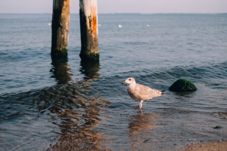 Seagull at the beach - free stock photo