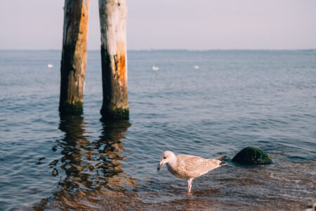 Seagull at the beach 2 - free stock photo