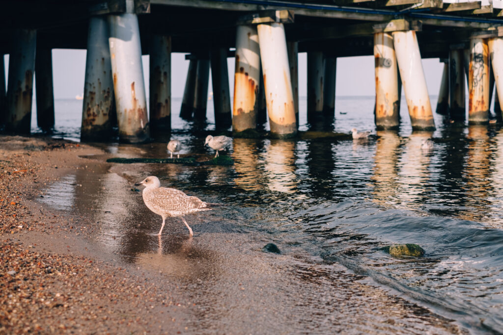 seagulls at the beach near the pier