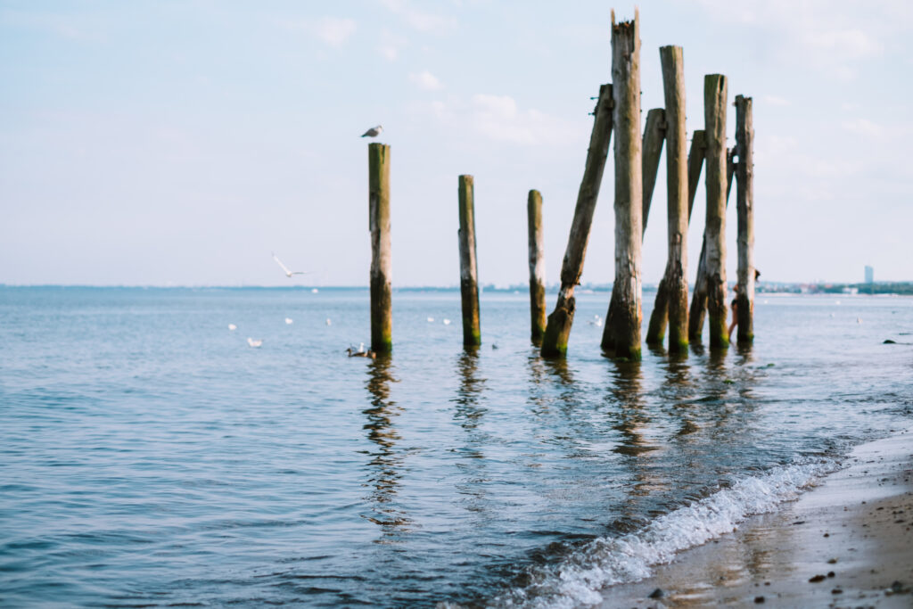 Seagulls at the seashore 3 - free stock photo